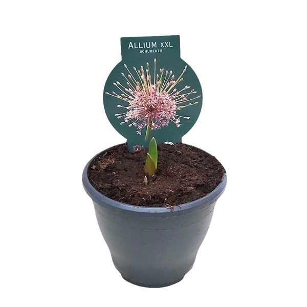 <h4>Allium Schubertii Pink</h4>