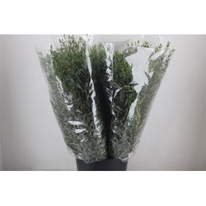 Euca Parvifolia 200gr P Bunch
