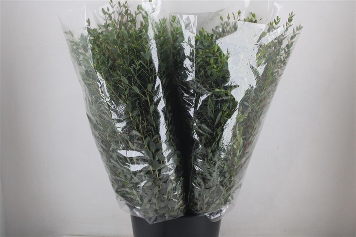 <h4>Euca Parvifolia 200gr P Bunch</h4>
