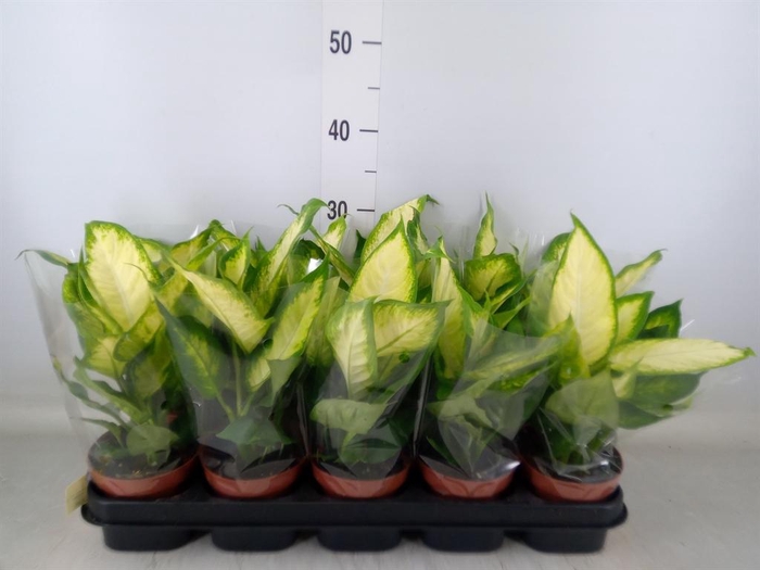 <h4>Dieffenbachia  'Camilla'</h4>