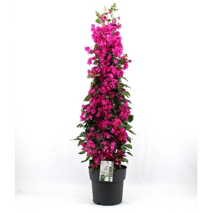 Bougainvillea 'Sanderiana' piramide p29