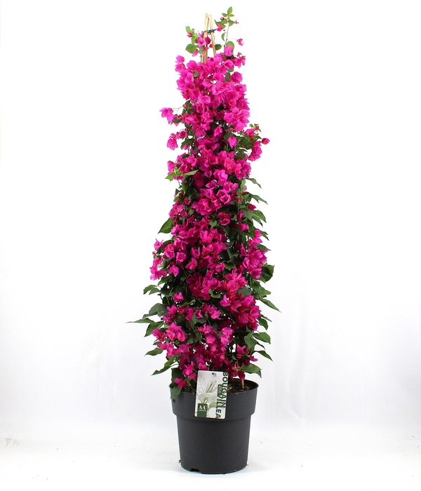 <h4>Bougainvillea 'Sanderiana' piramide p29</h4>