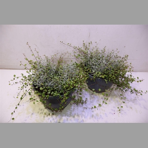 Leucoph Brownii
