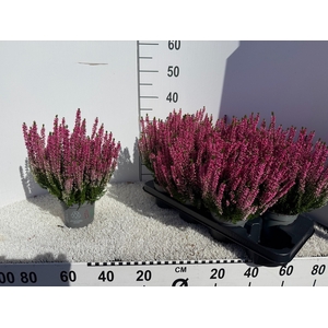 CALLU BL LAURA