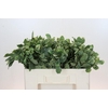 Pittosporum Ilan