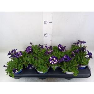 Petunia  'Nightsky'
