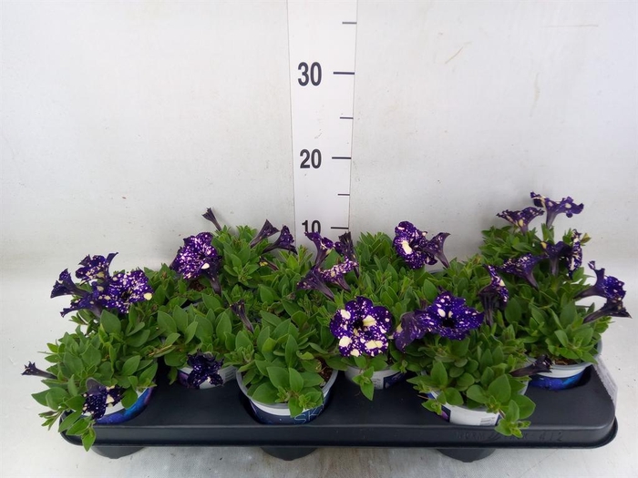 <h4>Petunia 'Nightsky'</h4>