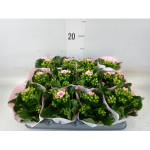 Kalanchoe  'Else Flowers Oakley'