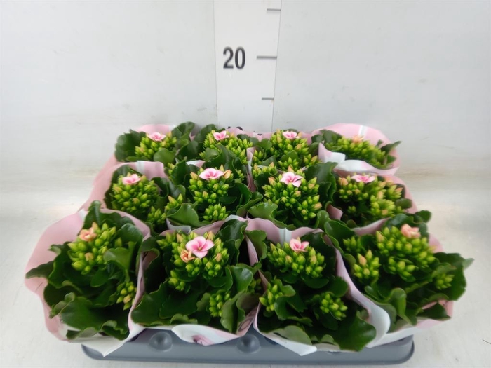 <h4>Kalanchoe 'Else Flowers Oakley'</h4>