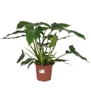 Philodendron Lacerum