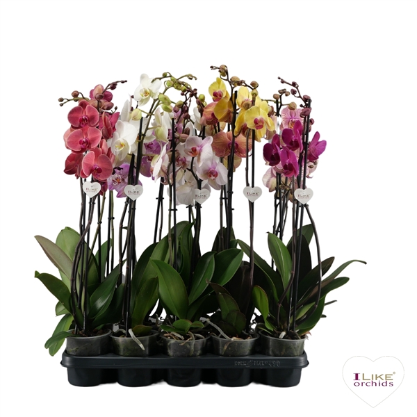 <h4>Phalaenopsis mix - 2 tak 70cm</h4>