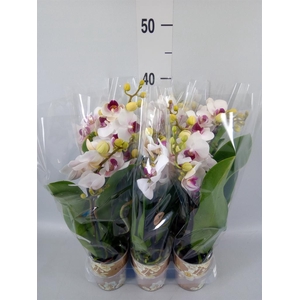 Phalaenopsis multi. 'FC Safe Haven'