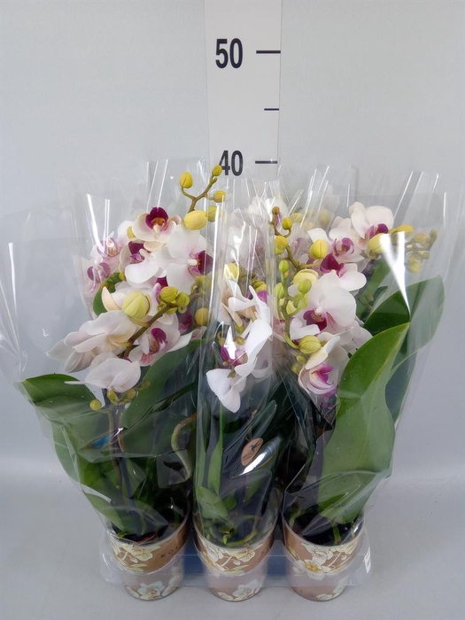 <h4>Phalaenopsis multi. 'FC Safe Haven'</h4>