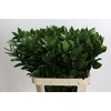 Ruscus Hypophyllum