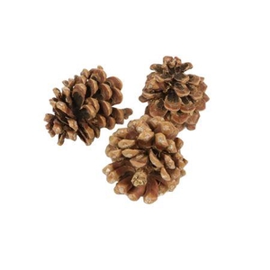 Pinecone Pinea L9/12 3 Pcs