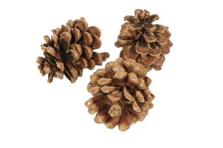 Pinecone Pinea L9/12 3 Pcs