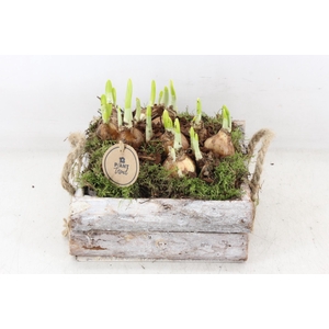 arr4 Narcis PL - Schors 4kant L