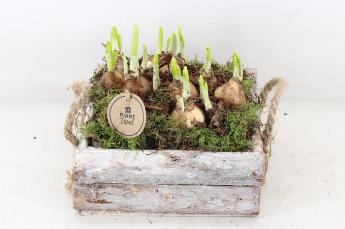 <h4>arr4 Narcis PL - Schors 4kant L</h4>