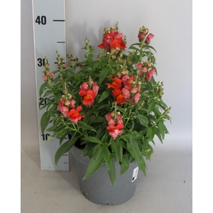 Perkplanten 19 cm Antirrhinum Orange