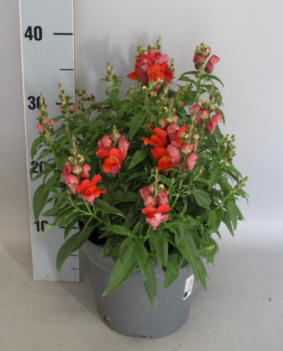 <h4>Perkplanten 19 cm Antirrhinum Orange</h4>