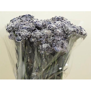 Dianthus st paint molly black