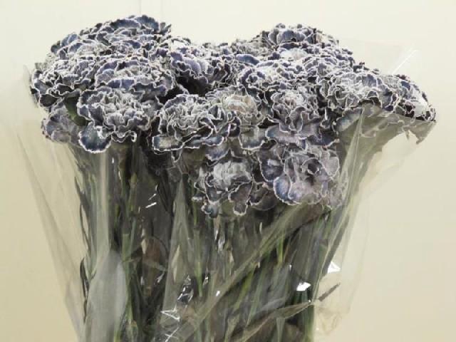 <h4>Dianthus st paint molly black</h4>