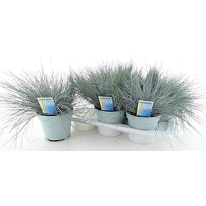 FEST GL INTENSE BLUE