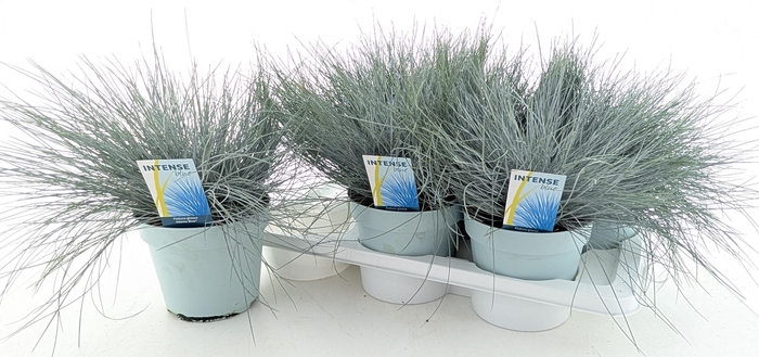 <h4>FEST GL INTENSE BLUE</h4>