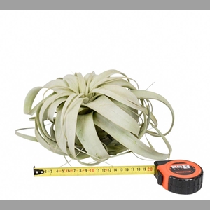 TILLANDSIA XEROGRAPH