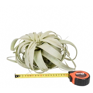 tillandsia xerographica x4