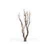 Syringa Branch Super Stravinsky