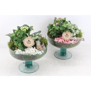 arr2 PL - Glas sofia op voet x4 - roze/wit