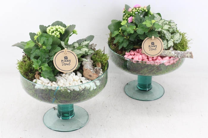 <h4>arr2 PL - Glas sofia op voet x4 - roze/wit</h4>