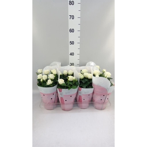 Rosa  'Amorosa Infinity White'
