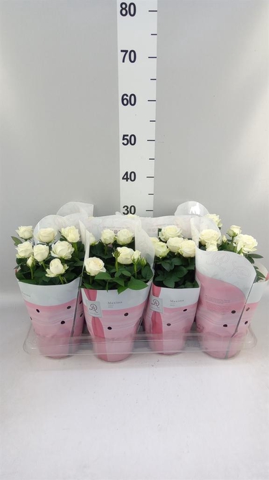 <h4>Rosa  'Amorosa Infinity White'</h4>