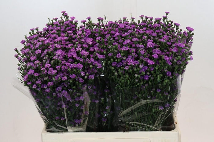 Aster Baby Pink