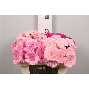 Ge Mi Pink Mix