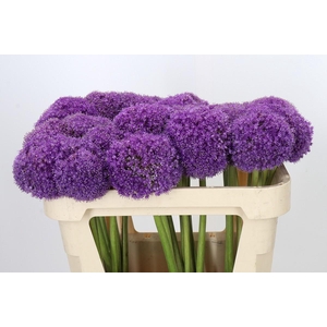 Allium Giganteum