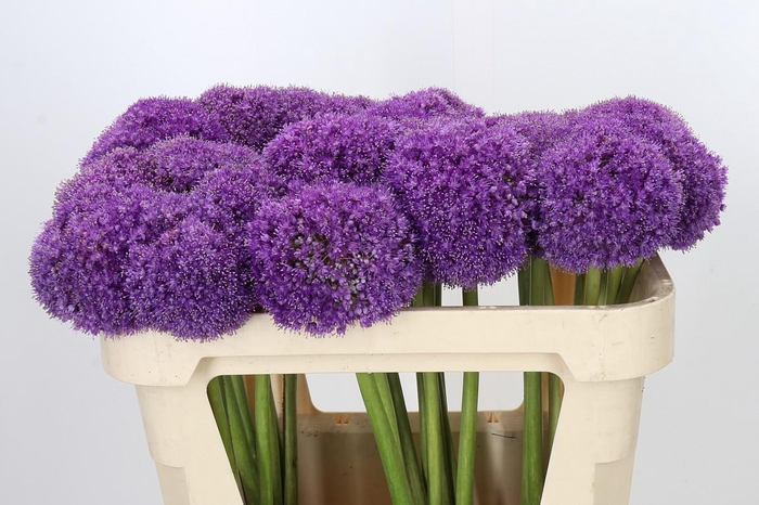 <h4>Allium Giganteum</h4>