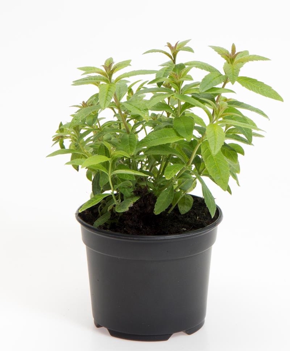 <h4>ALOYSIA TRIPHYLLA P10</h4>