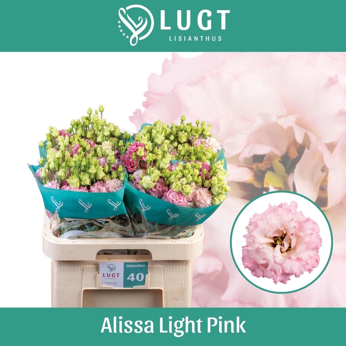<h4>EUSTOMA RUSS. DU 'ALISSA LG PINK'</h4>