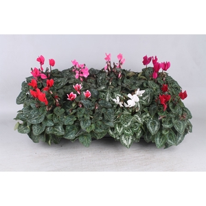 Cyclamen KL 'Carino'