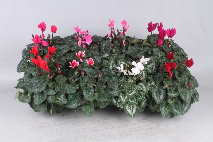 <h4>Cyclamen KL 'Carino'</h4>