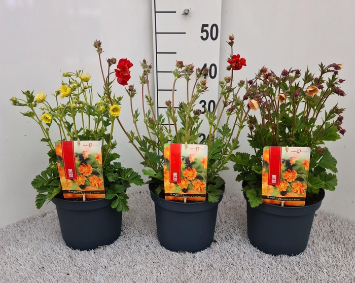 <h4>Geum Gemengd P19</h4>