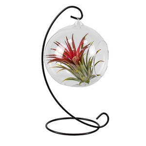 Tillandsia hangbol frame medium