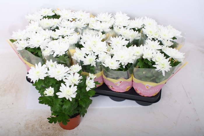 <h4>CHRYS BRAVE</h4>