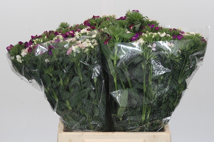 <h4>Dianthus Br Gemengd</h4>