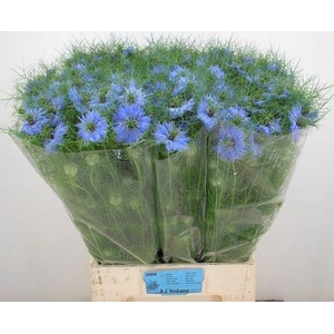 NIGE D SKY BLUE