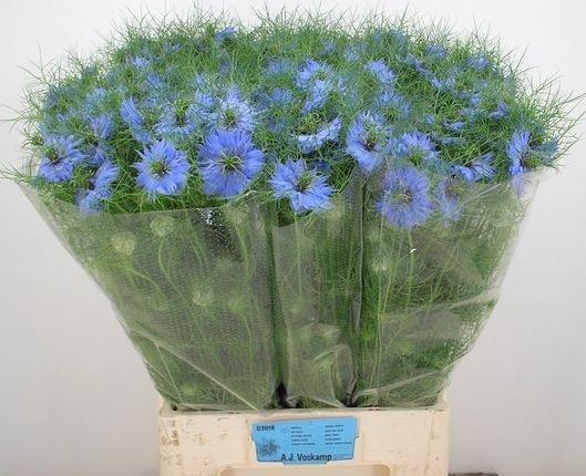 <h4>NIGE D SKY BLUE</h4>