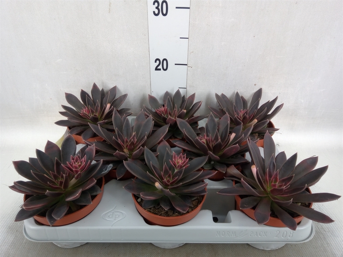 Echeveria   ...